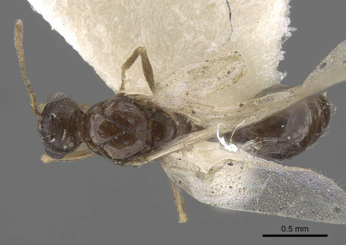 Image of <i>Temnothorax mongolicus</i>