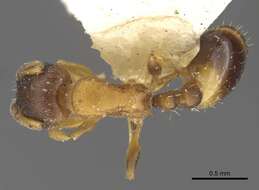 Image of <i>Temnothorax kaszabi</i>