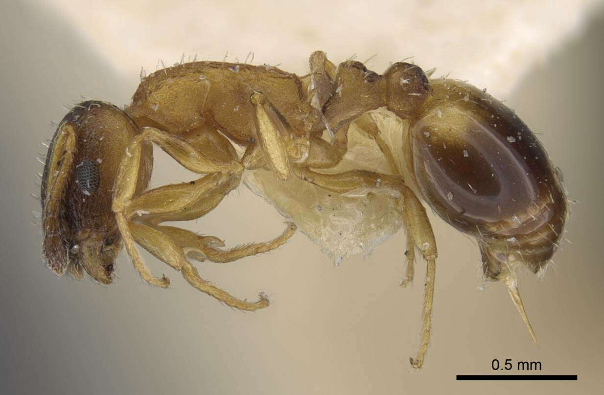 Image of <i>Temnothorax kaszabi</i>