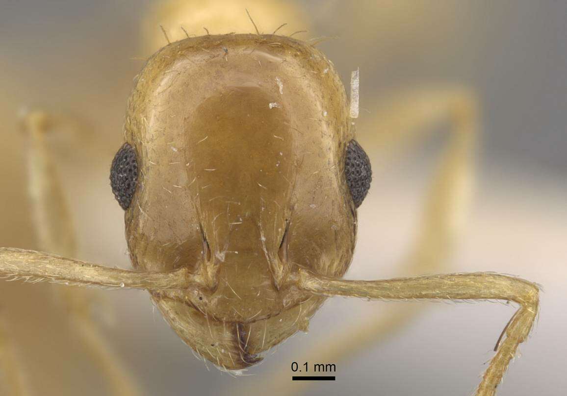 Image de Temnothorax singularis