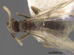 Image de Bothriomyrmex modestus Radchenko 1985