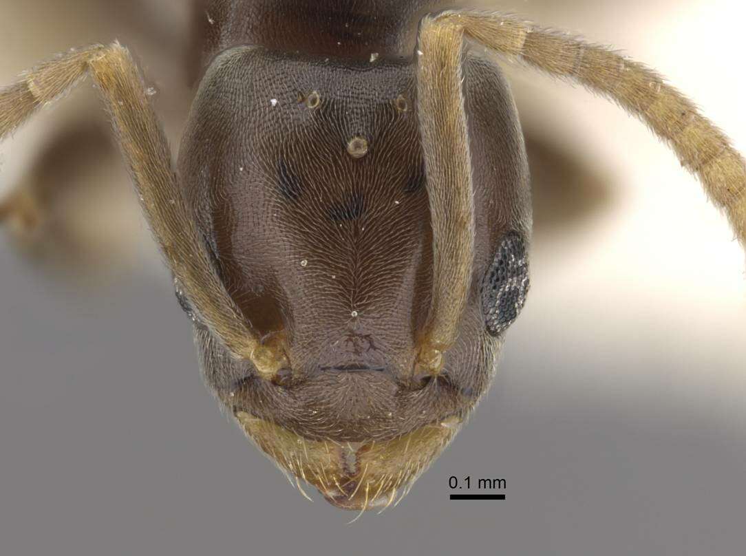 Image de Bothriomyrmex modestus Radchenko 1985