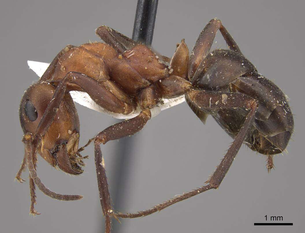 Image of Formica kupyanskayae Bolton 1995