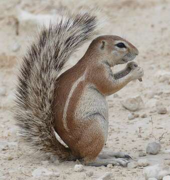 Imagem de Xerus subgen. Geosciurus Smith 1834