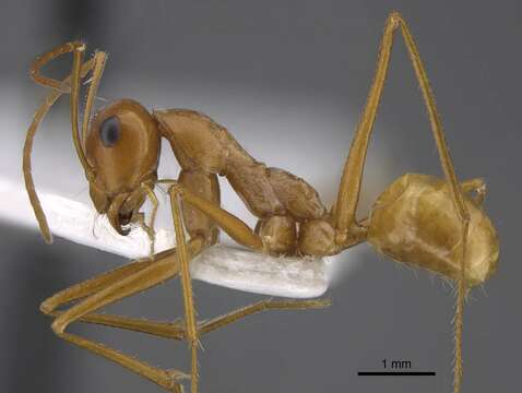 Image of Cataglyphis stigmata