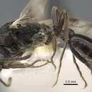 Image of Myrmica elbrusi