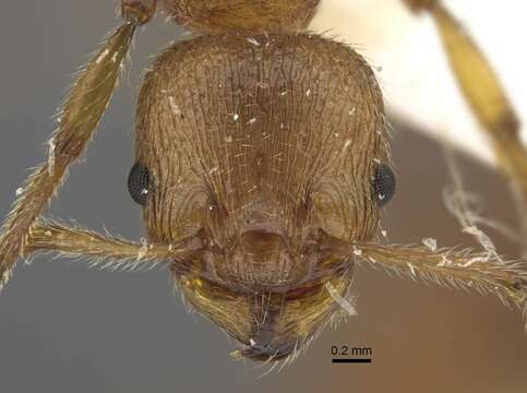 Image of Myrmica luteola Kupyanskaya 1990