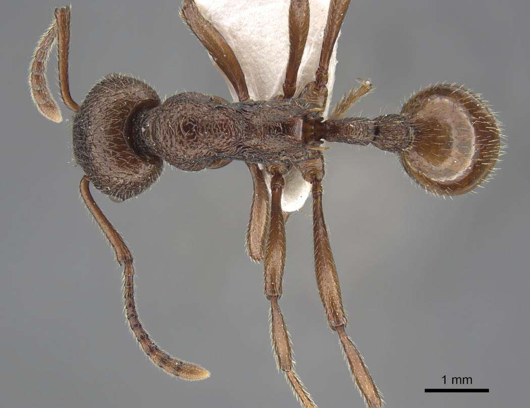 Image de <i>Myrmica mirabilis</i>