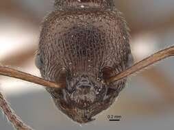 Image de <i>Myrmica mirabilis</i>