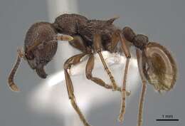 Image de <i>Myrmica mirabilis</i>