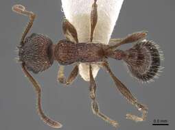 Image of Myrmica deplanata Emery 1921