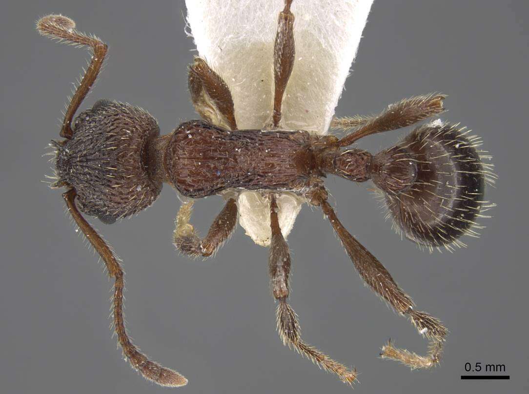 Imagem de Myrmica deplanata Emery 1921