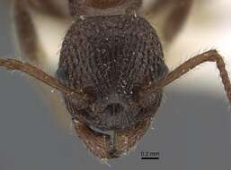 Imagem de Myrmica deplanata Emery 1921