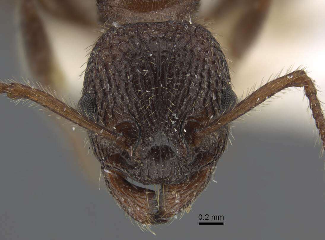 Image of Myrmica deplanata Emery 1921