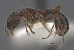 Image of Myrmica deplanata Emery 1921