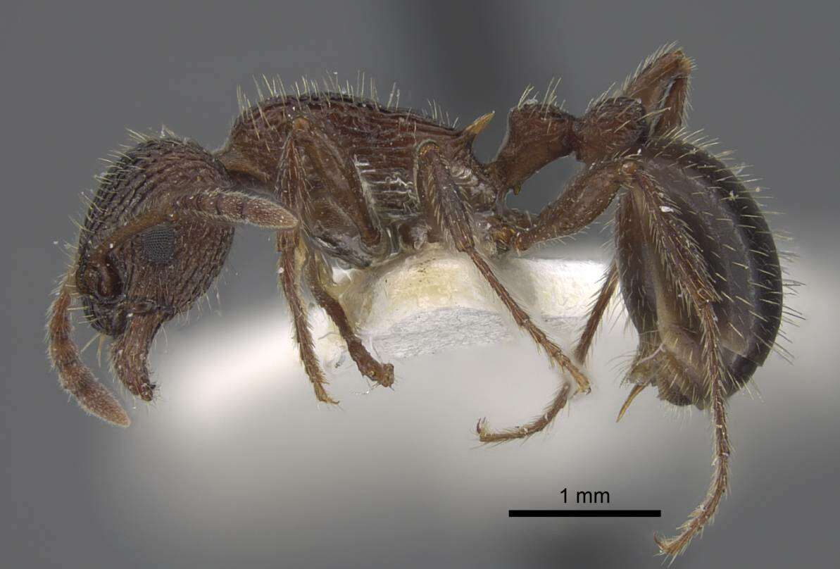 Imagem de Myrmica deplanata Emery 1921