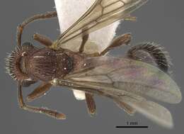 Image of Myrmica deplanata Emery 1921