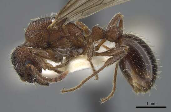 Imagem de Myrmica deplanata Emery 1921