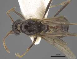 Image of Myrmica deplanata Emery 1921