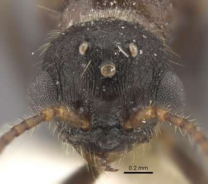 Imagem de Myrmica deplanata Emery 1921