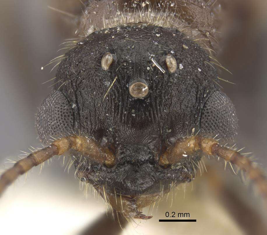 Imagem de Myrmica deplanata Emery 1921