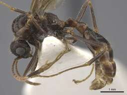 Imagem de Myrmica deplanata Emery 1921