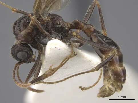 Image de Myrmica deplanata Emery 1921