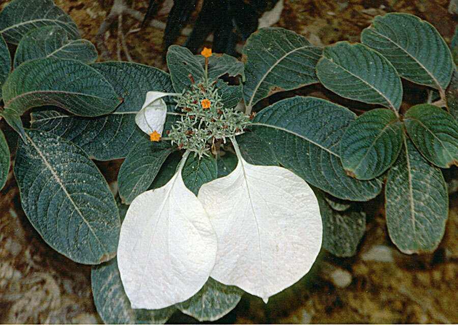 Mussaenda frondosa L. resmi