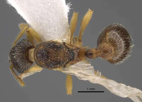 Image of Myrmica onoyamai