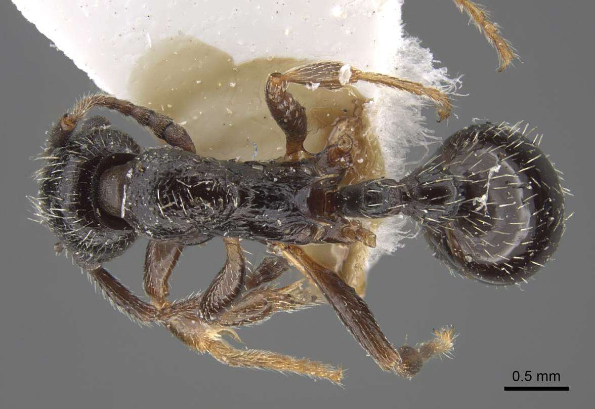 Image de Myrmica inucta