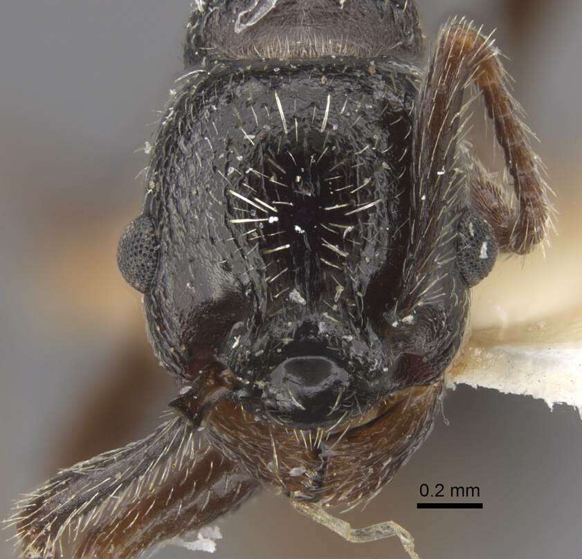 Image de Myrmica inucta