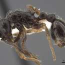 Imagem de Myrmica inucta