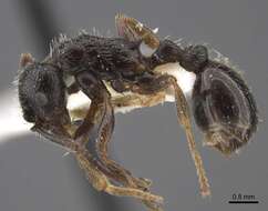 Image de Myrmica inucta