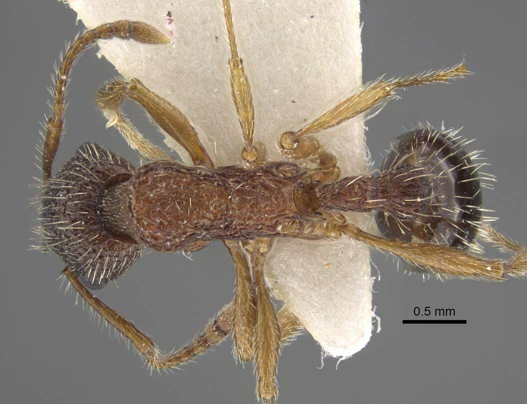 Image of Myrmica jessensis Forel 1901