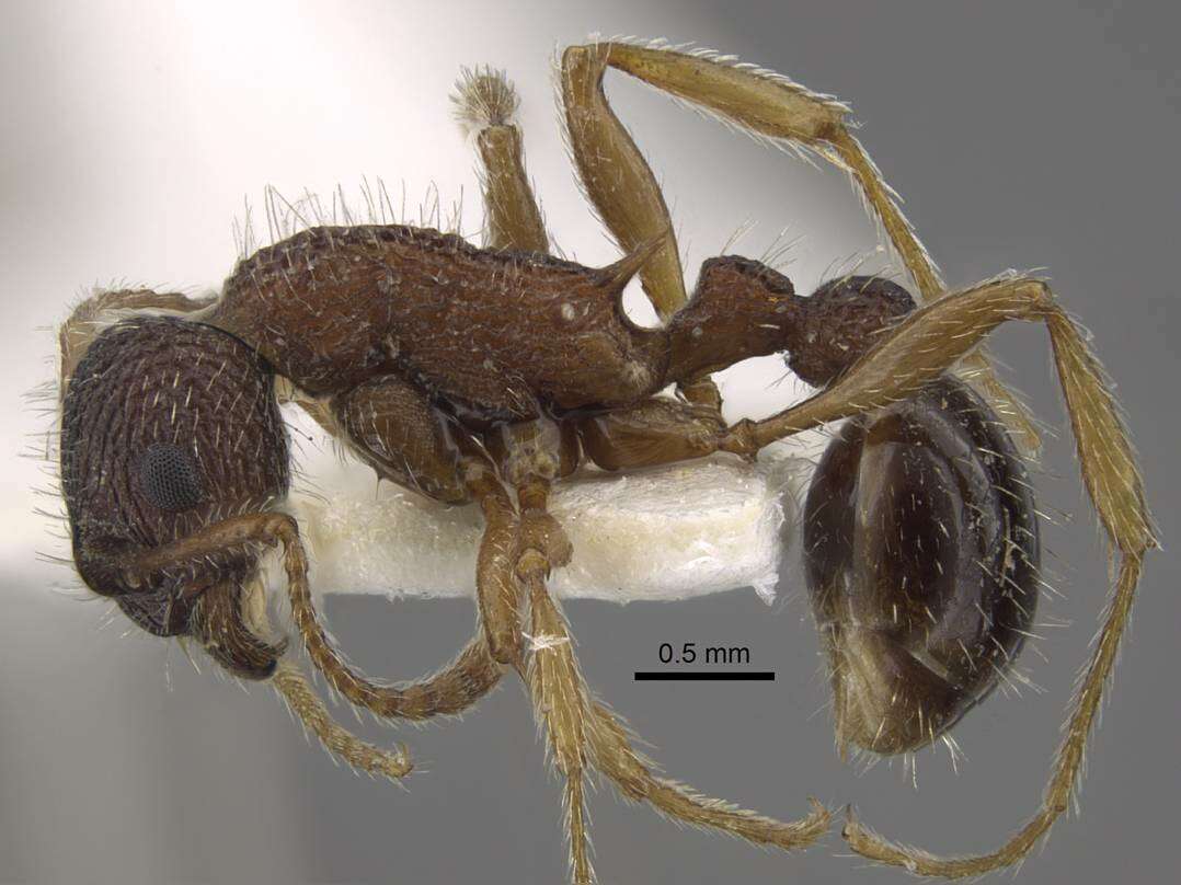 Image of Myrmica jessensis Forel 1901