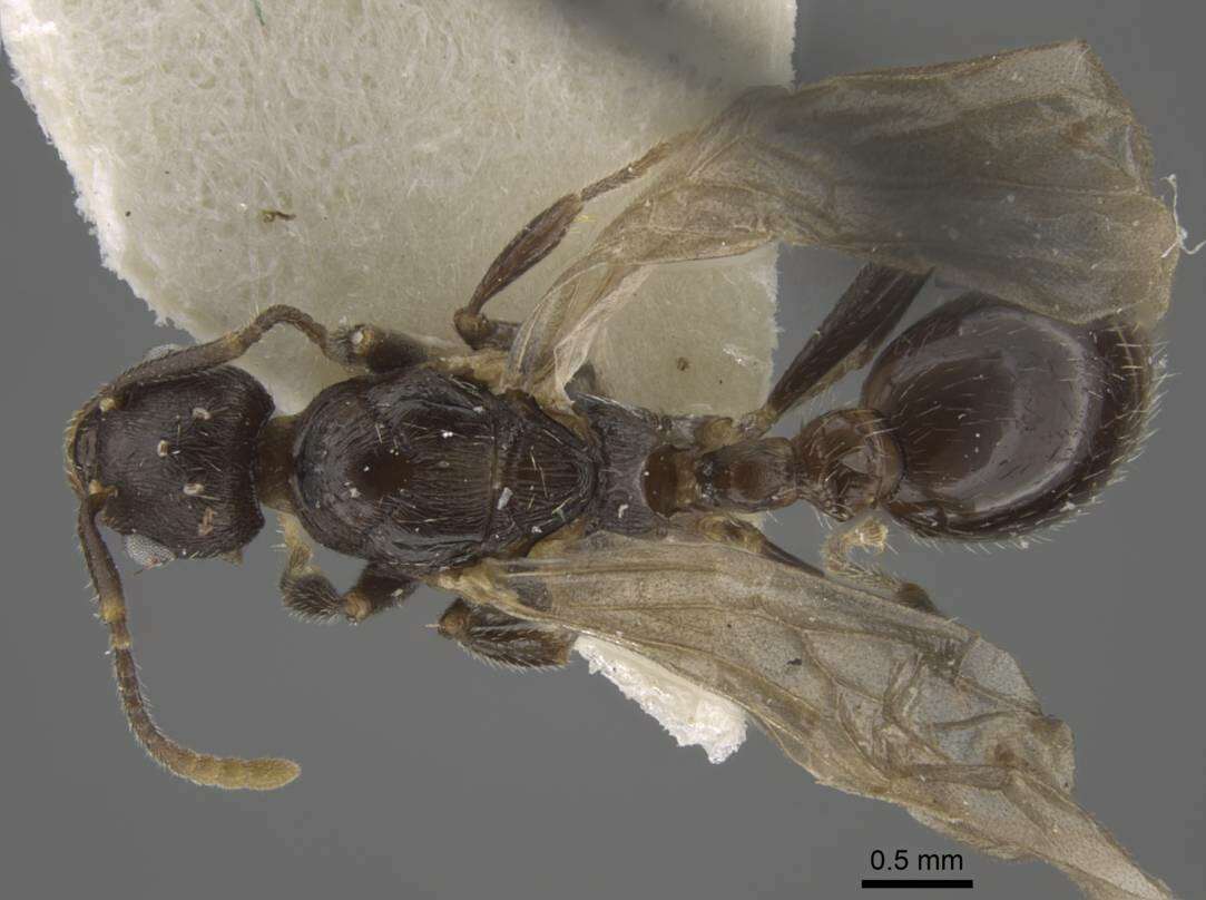 Image of Myrmica forcipata Karavaiev 1931