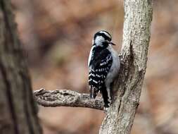 Image of Downy Woodpecker