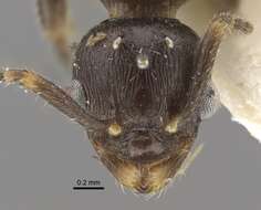 Image of Myrmica forcipata Karavaiev 1931