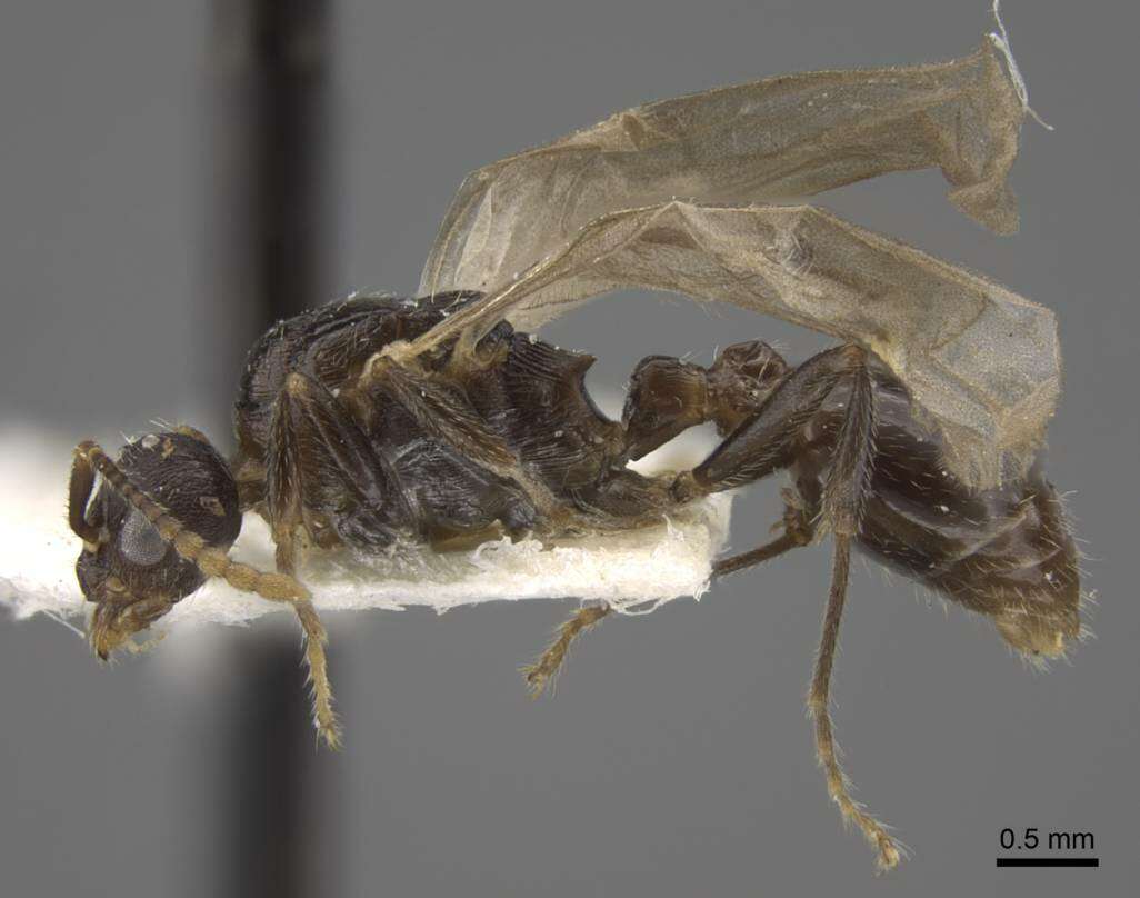 Image of Myrmica forcipata Karavaiev 1931