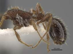 Imagem de Myrmica pisarskii Radchenko 1994