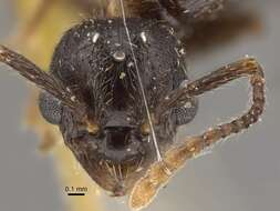 Imagem de Myrmica pisarskii Radchenko 1994