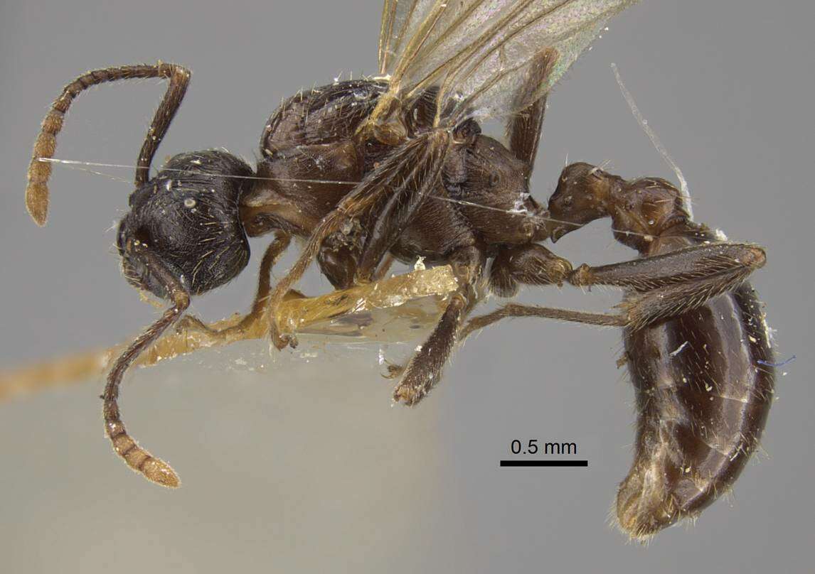 Imagem de Myrmica pisarskii Radchenko 1994