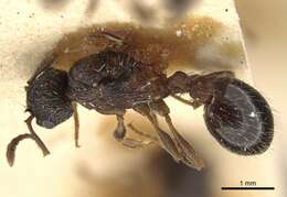 Imagem de Myrmica pisarskii Radchenko 1994