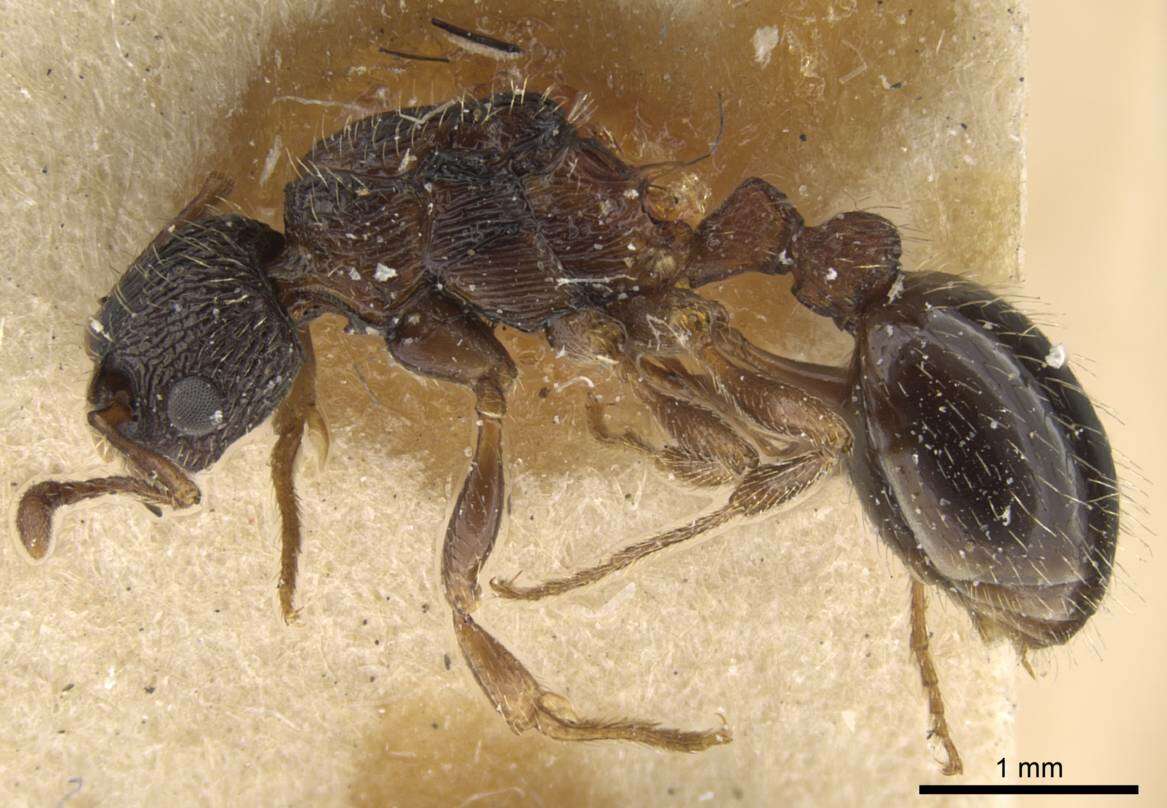 Imagem de Myrmica pisarskii Radchenko 1994