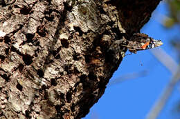 Imagem de Vanessa atalanta Linnaeus 1758