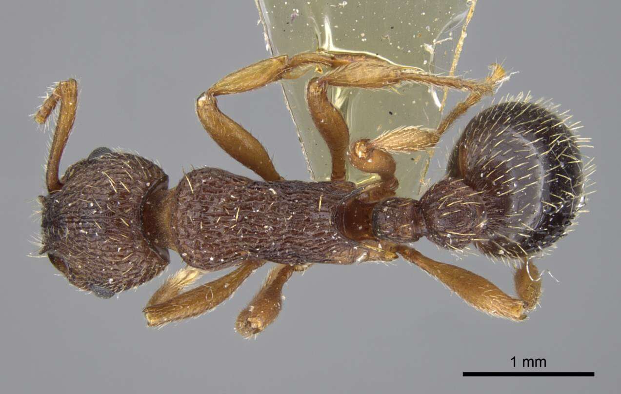 Image of Myrmica excelsa Kupyanskaya 1990