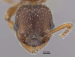 Image of Myrmica excelsa Kupyanskaya 1990