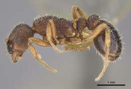 Image of Myrmica excelsa Kupyanskaya 1990