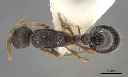 Image de Myrmica transsibirica Radchenko 1994