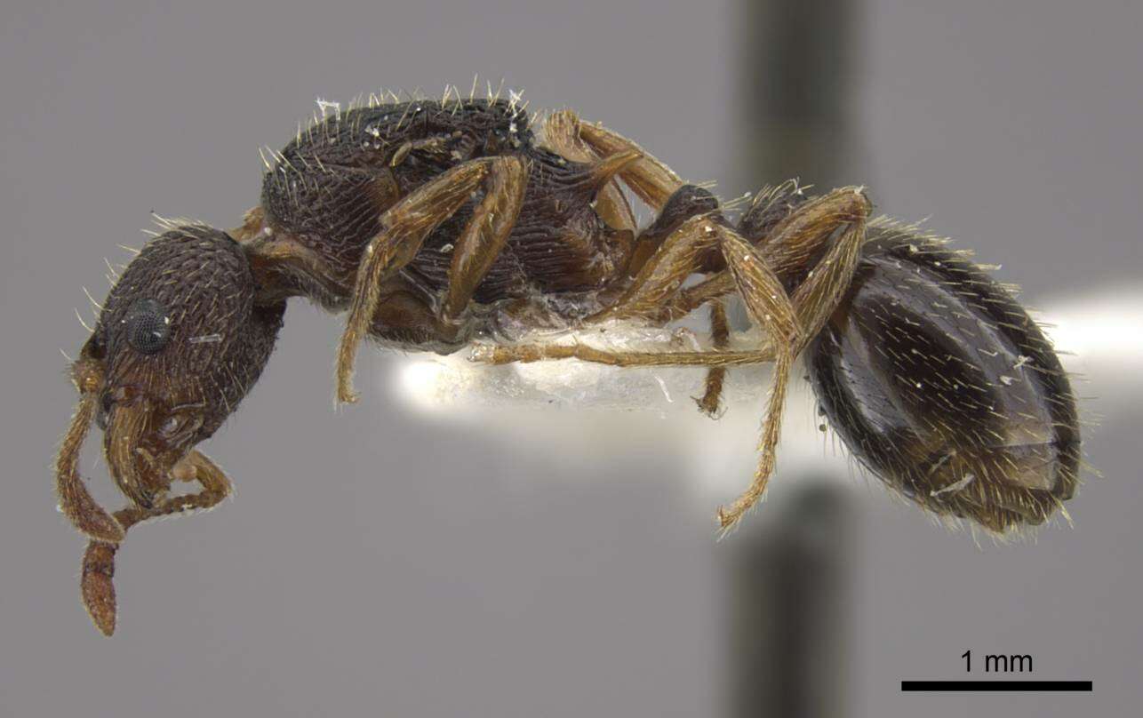 Image de Myrmica transsibirica Radchenko 1994